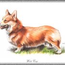 Welsh Corgi dog canvas art print