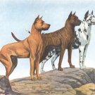 Great Danes dog canvas art print by Louis Agassiz Fuertes