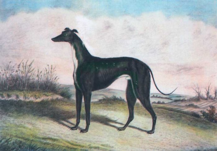 English School Master McGrath greyhound dog canvas art print