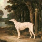 White Greyhound 1839 dog canvas art print by John Frederick Herring Sr