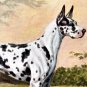 Black Dappled Harleguin Great Dane dog canvas art print by Edwin Megargee