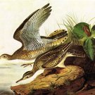 Upland Plover 1825 bird canvas art print by John James Audubon