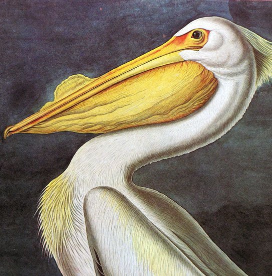 White Pelican 1832 bird canvas art print by John James Audubon