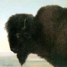 Buffalo Head American West animal canvas art print by Albert Bierstadt