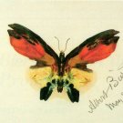Butterfly II American West lepidoptera insect canvas art print by Albert Bierstadt