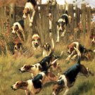 Foxhounds at Full Cry dog canvas art print by Thomas Blinks