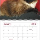 2010 cats calendar