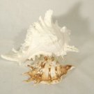 Murex Conch Spiny Sea Shells Lot of 2