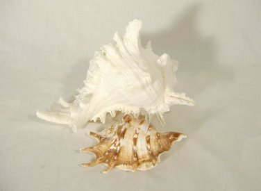 Murex Conch Spiny Sea Shells Lot of 2