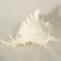 Murex Conch Spiny Sea Shells Lot of 2