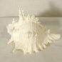 Murex Conch Spiny Sea Shells Lot of 2