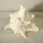 Murex Conch Spiny Sea Shells Lot of 2
