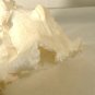 Murex Conch Spiny Sea Shells Lot of 2