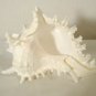 Murex Conch Spiny Sea Shells Lot of 2