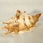 Murex Conch Spiny Sea Shells Lot of 2