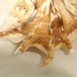 Murex Conch Spiny Sea Shells Lot of 2