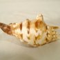 Murex Conch Spiny Sea Shells Lot of 2