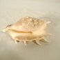 Murex Conch Spiny Sea Shells Lot of 2