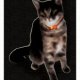 Digital Paintings-Animals