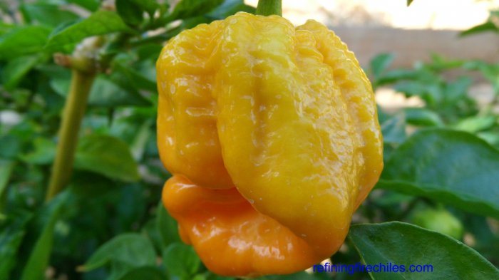 Rare Trinidad Yellow 7 Pot Hot Pepper 10+ Seeds