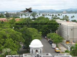Bird's View