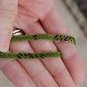 # 8 Splenda Rug Hooking Strips