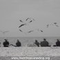 8" x 10" Sea Gull Watchers - Item# MP810-KC6