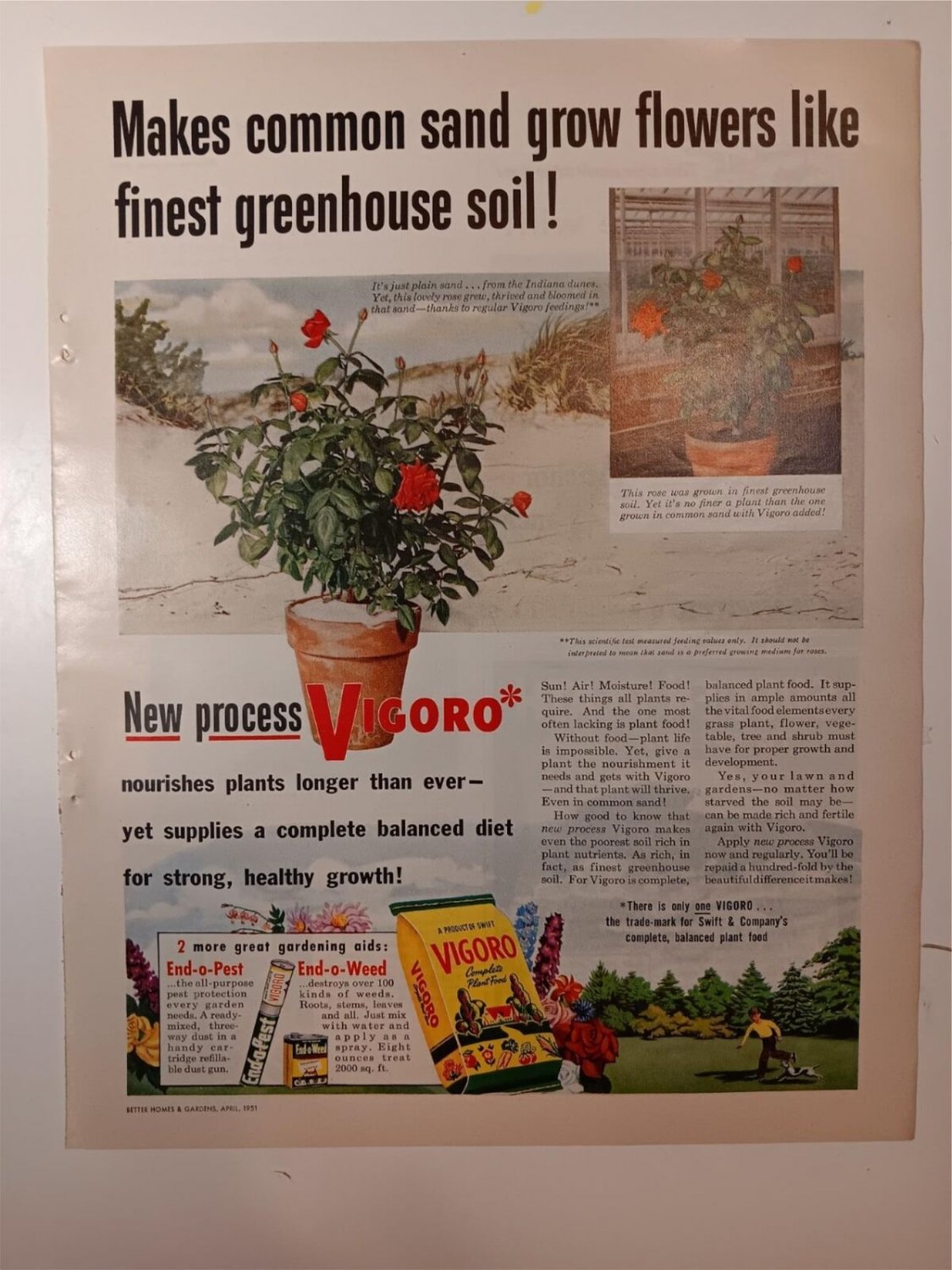 Vintage Vigoro Plant Food Ad APRIL 1951 BH&G Magazine