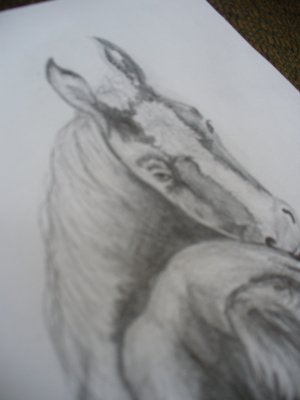 PONY pony