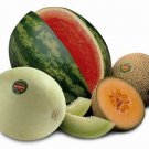 melon blitz bar
