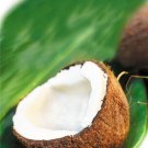 Coconut Bar