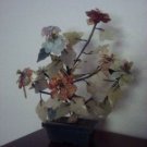 Jade Tree with Flowers