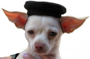 beret for dogs