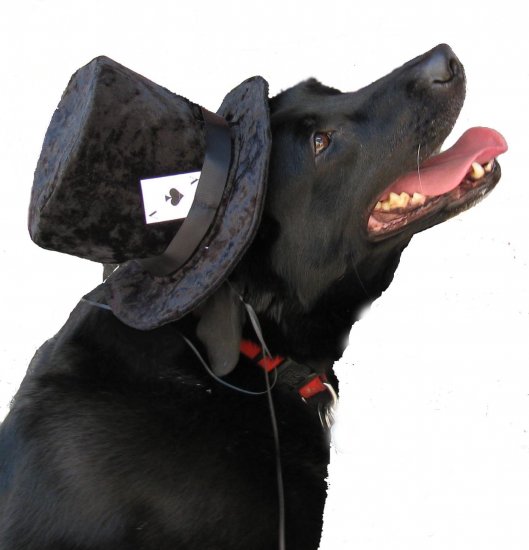 Top Hats for dogs Black with Ace Medium Dog