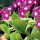 &acirc;�&yen; Garden &acirc;�&yen;