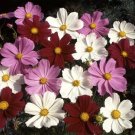 Cosmos Sensation Mixed Seed -GREAT VALUE!*CLEARANCE*