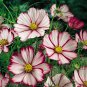 The Cosmos Candy Stripe Flower Seed