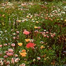 California Native Flower Mixture Seed