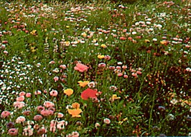 California Native Flower Mixture Seed