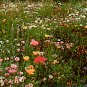 California Native Flower Mixture Seed