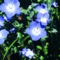 California Native Flower Mixture Seed