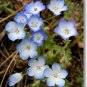 California Native Flower Mixture Seed