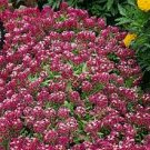 Alyssum Royal Carpet Flower Seed -GREAT VALUE!*CLEARANCE*