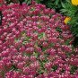 Alyssum Royal Carpet Flower Seed -GREAT VALUE!*CLEARANCE*