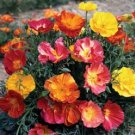 California Poppy(mission bells) Flower Seed