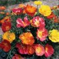 California Poppy(mission bells) Flower Seed