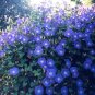 Morning Glory Heavenly Blue Flower Seed