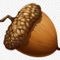 The biggest acorn