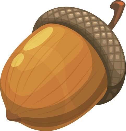 The biggest acorn