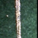 Medium Sterling Silver Ct. Christopher